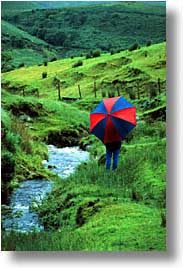 cork county, dingle, dingle penninsula, europe, ireland, munster, umbrellas, vertical, photograph