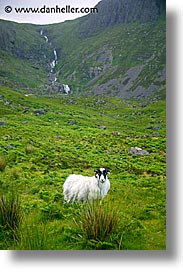 cork county, europe, ireland, irish, kerry, kerry penninsula, munster, ring of kerry, sheep, vertical, waterford county, western ireland, photograph