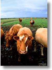 cork county, cows, europe, ireland, irish, loop head, loophead penninsula, munster, vertical, photograph
