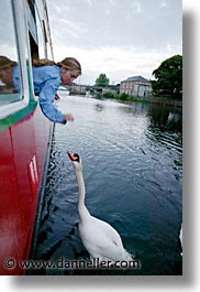 athlone, county shannon, europe, ireland, irish, shannon, shannon river, swans, vertical, photograph