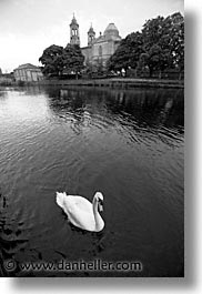 athlone, black and white, county shannon, europe, ireland, irish, shannon, shannon river, swans, vertical, photograph