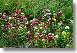athlone, county shannon, dublin, europe, horizontal, ireland, irish, shannon, shannon river, wildflowers, photograph