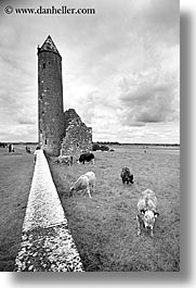 black and white, clonmacnois, county shannon, europe, ireland, round, shannon, shannon river, towers, vertical, photograph