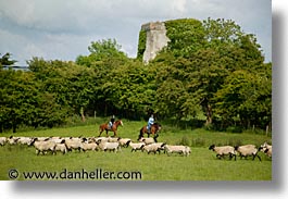 county shannon, dublin, europe, horizontal, horses, ireland, irish, rides, shannon, shannon river, photograph