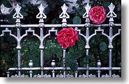county shannon, europe, fences, horizontal, ireland, irish, irons, lough derg, roses, shannon, shannon river, photograph