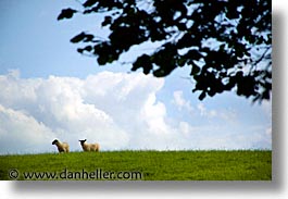 county shannon, dublin, europe, hills, horizontal, ireland, irish, lough derg, shannon, shannon river, sheep, photograph
