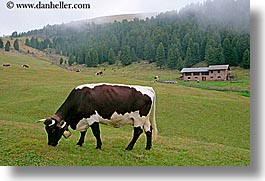 alto adige, animals, cows, dolomites, europe, horizontal, italy, photograph