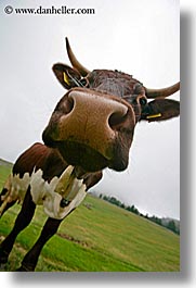 alto adige, animals, cows, dolomites, europe, heads, italy, vertical, photograph