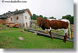 alto adige, animals, cows, dolomites, europe, horizontal, houses, italy, photograph