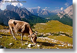 alto adige, animals, cows, dolomites, europe, horizontal, italy, photograph