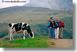 alto adige, animals, cows, dolomites, europe, groups, horizontal, italy, photograph