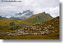 alto adige, animals, dolomites, europe, horizontal, italy, sheep, tofane, photograph