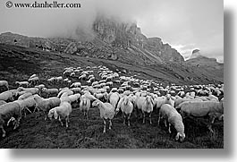 alto adige, animals, black and white, dolomites, europe, horizontal, italy, sheep, tofane, photograph