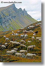 alto adige, animals, dolomites, europe, italy, sheep, tofane, vertical, photograph