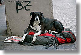 bolzano, dogs, dolomites, europe, homeless, horizontal, italy, photograph