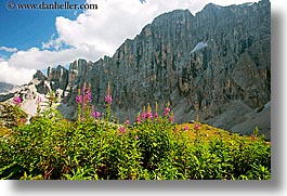 alto adige, civetta, dolomites, europe, flowers, horizontal, italy, mountains, photograph