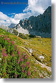 alto adige, civetta, dolomites, europe, flowers, italy, mountains, vertical, photograph