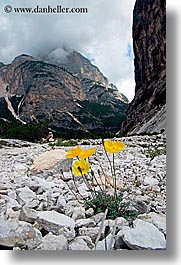 alto adige, dolomites, europe, flowers, italy, mountains, poppies, vertical, photograph