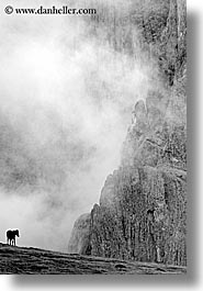 alto adige, black and white, dolomites, europe, fog, horses, italy, rasciesa, rasciesa massif, vertical, photograph