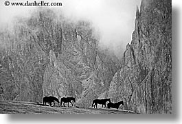 alto adige, black and white, dolomites, europe, fog, horizontal, horses, italy, rasciesa, rasciesa massif, photograph