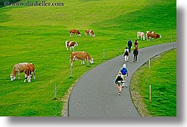 alto adige, cows, dolomites, europe, hikers, horizontal, italy, rosengarten, photograph