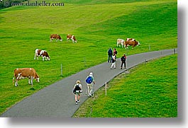 alto adige, cows, dolomites, europe, hikers, horizontal, italy, rosengarten, photograph