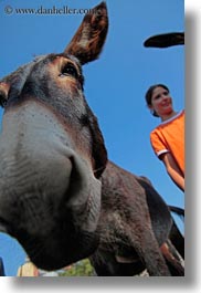 alberobello, big, donkeys, europe, italy, mule farm, nose, puglia, vertical, photograph