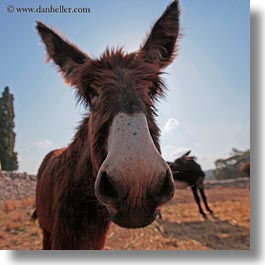 alberobello, big, donkeys, europe, italy, mule farm, nose, puglia, square format, photograph