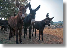 alberobello, donkeys, europe, horizontal, italy, mule farm, puglia, photograph
