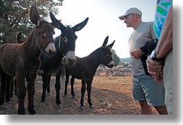 alberobello, donkeys, europe, horizontal, italy, mule farm, people, puglia, photograph