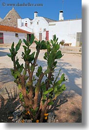 alberobello, cactus, europe, houses, italy, plants, puglia, vertical, photograph
