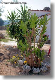alberobello, cactus, europe, green, italy, leaves, plants, puglia, spike, vertical, photograph