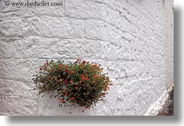 alberobello, europe, flowers, horizontal, italy, oranges, plants, puglia, photograph