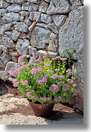 alberobello, europe, flowers, italy, pink, plants, pots, puglia, vertical, photograph