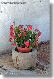 alberobello, europe, geraniums, italy, pink, plants, pots, puglia, vertical, photograph