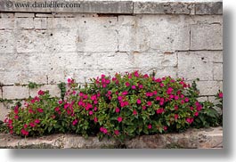 alberobello, europe, flowers, horizontal, italy, plants, puglia, purple, photograph