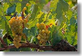 alberobello, europe, grapes, green, horizontal, italy, puglia, vines, vineyards, photograph