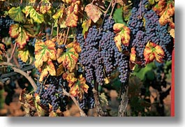 alberobello, europe, grapes, horizontal, italy, puglia, red, vines, vineyards, photograph