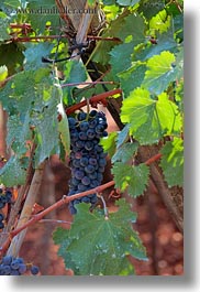 alberobello, europe, grapes, italy, puglia, red, vertical, vines, vineyards, photograph