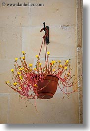 europe, hangings, italy, lecce, plants, puglia, vertical, photograph