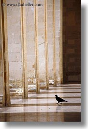 between, europe, italy, lecce, pigeons, pillars, puglia, vertical, photograph