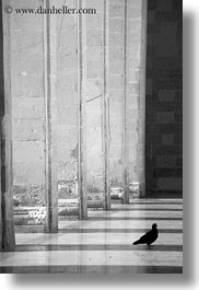 between, black and white, europe, italy, lecce, pigeons, pillars, puglia, vertical, photograph