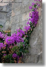 bougainvilleas, europe, flowers, italy, matera, nature, plants, puglia, purple, stones, vertical, walls, photograph