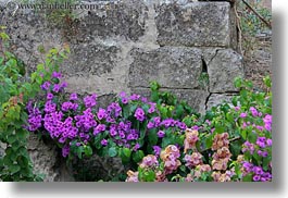 bougainvilleas, europe, flowers, horizontal, italy, matera, nature, plants, puglia, purple, stones, walls, photograph
