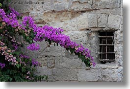 bougainvilleas, europe, flowers, horizontal, italy, matera, nature, plants, puglia, purple, windows, photograph