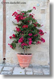 bougainvilleas, europe, flowers, italy, matera, nature, plants, puglia, red, vertical, photograph