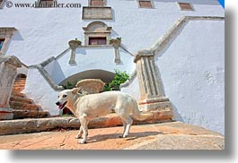 dogs, europe, fronts, horizontal, houses, italy, masseria murgia albanese, noci, puglia, step, photograph