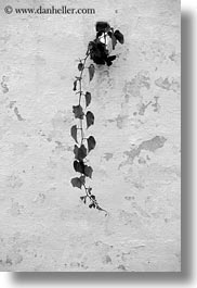 black and white, europe, from, hangings, italy, ivy, masseria murgia albanese, noci, plants, puglia, vertical, walls, photograph