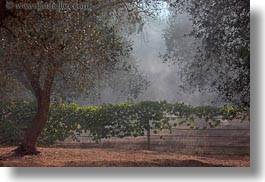 europe, horizontal, italy, olive trees, olives, otranto, puglia, trees, photograph