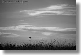 black and white, europe, horizontal, italy, puglia, seaside, silhouettes, weeds, photograph